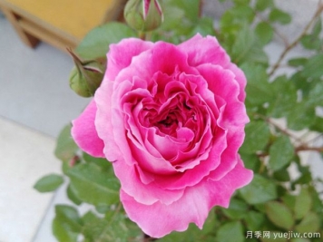 推薦8個(gè)高顏值月季品種，皮實(shí)抗性強(qiáng)的開(kāi)花機(jī)器