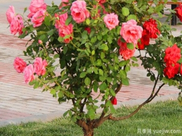 月季樹苗大概多少錢一棵？南陽產(chǎn)地價(jià)格美麗