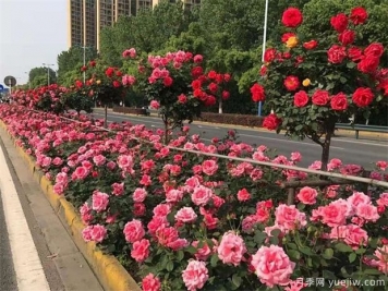 樹月季花最好什么時(shí)候栽種？