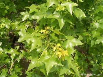盤點那些火遍全網(wǎng)絡的4種楓樹