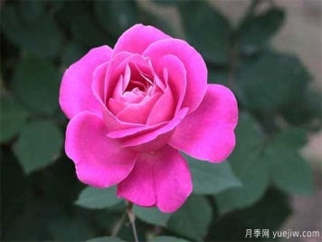 情人節(jié)為什么送玫瑰花？朵數(shù)的寓意