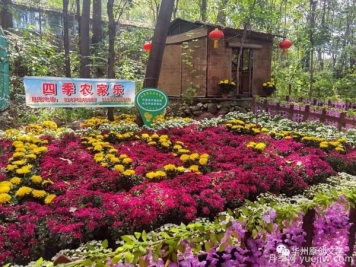 渭南華州南山下數(shù)萬(wàn)盆菊花爭(zhēng)奇斗艷，國(guó)慶節(jié)美不勝收