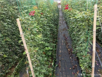以籬代墻的造景手法，你需要了解綠籬的功能種類