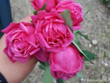 中國(guó)10大古老月季品種有哪些？花美花期長(zhǎng)