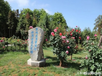 月季與美麗鄉(xiāng)村：保山騰沖老寨子，花在我眼前盛開(kāi)