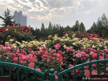 商丘養(yǎng)樹狀月季露天較好，上肥方式是怎樣的呢？