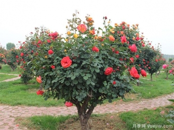 信陽多色樹狀月季的嫁接方法，來聽月季基地描述吧