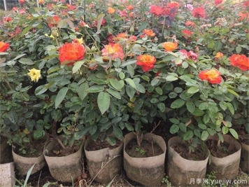 月季容器苗栽植養(yǎng)護(hù)要點(diǎn)
