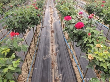 種植業(yè)是什么？國(guó)家扶持的種植業(yè)項(xiàng)目有哪些？