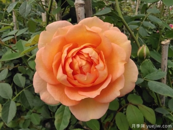 夏洛特夫人月季種植技巧，早看早學(xué)早開花