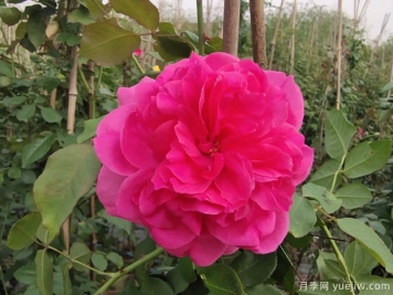 藤本大游行月季，庭院種植粉色美觀