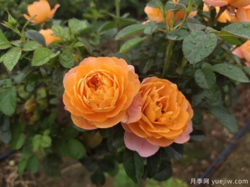 月季得了紅蜘蛛不要怕，該如何解決