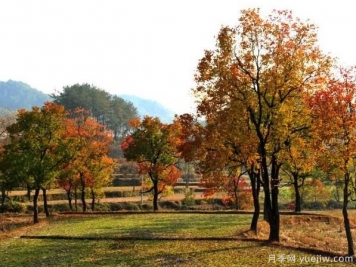烏桕的園林應(yīng)用、分布范圍、價(jià)格和前景