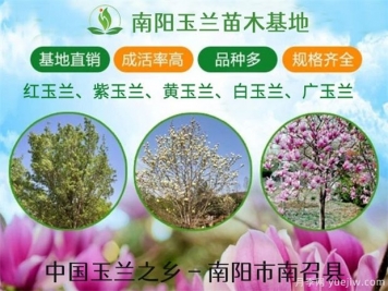 行道樹(shù)的分類，常見(jiàn)的常綠行道樹(shù)品種有哪些？