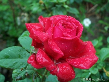 紅玫瑰的介紹，花語和栽培養(yǎng)護(hù)