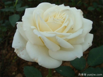 白玫瑰的介紹，花語和栽培養(yǎng)護