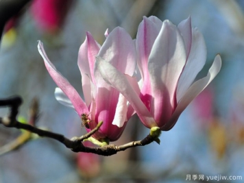 二喬玉蘭的開花時(shí)間？二喬玉蘭的養(yǎng)殖方法
