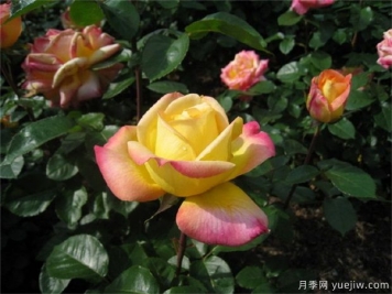 大花美人月季的特點？大花月季怎么修剪？