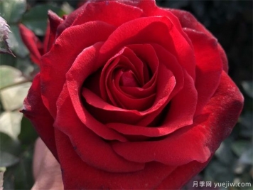 黑玫瑰送哪種人？花語寓意