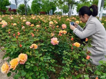 室內(nèi)養(yǎng)花，有5個技巧要掌握才能養(yǎng)的好