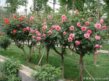 山東青島某小區(qū)的綠化養(yǎng)護方案