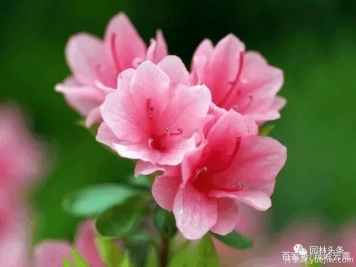 杜鵑花施肥用什么？施肥時間和方法