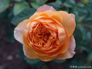 皮實又貌美的珊瑚心系列，個個都很優(yōu)秀