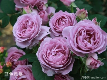 藍(lán)色風(fēng)暴和藍(lán)色陰雨的優(yōu)缺點(diǎn)是什么？對(duì)比