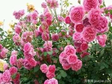 推薦3種生長(zhǎng)速度快的爬藤月季，花墻超級(jí)漂亮