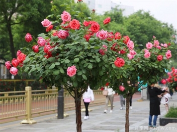 冬季月季行道樹(shù)修剪，注意3點(diǎn)剪出健康