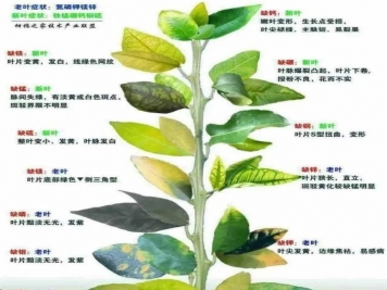 秋季月季不斷黃葉，打藥不管用，怎么辦？