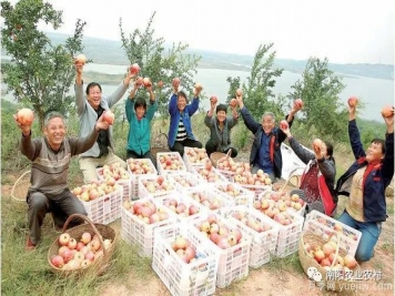 南陽(yáng)淅川：萬(wàn)畝石榴喜豐收 直播助農(nóng)甜萬(wàn)家