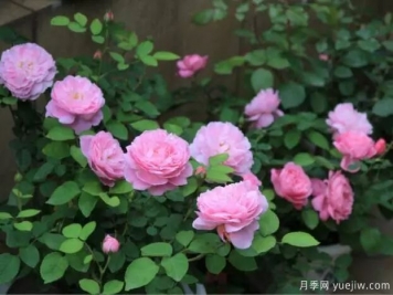 月季花種子播種，月季花養(yǎng)殖方法