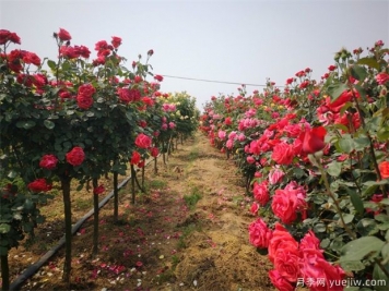 養(yǎng)花屆的新寵兒樹狀月季，月季樹如何養(yǎng)護(hù)？