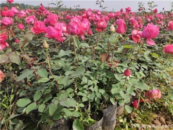 月季花的盆栽和修剪技術