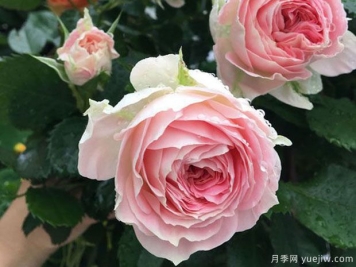 推薦7個(gè)歐月月季美麗漂亮，不怕雨淋不怕熱