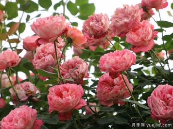 推薦5個(gè)抗病性強(qiáng)的藤本月季品種，新手輕松種植