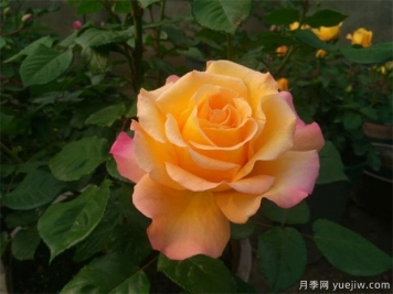 月季花的養(yǎng)殖方法，月季花栽培技術