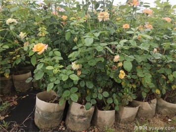 盆栽月季花如何打理？10店小細節(jié)注意