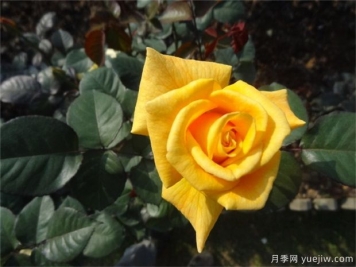 黃玫瑰代表什么意思？黃玫瑰寓意？黃玫瑰的花