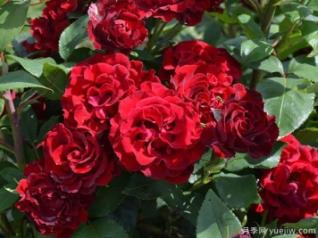 紀(jì)念芭芭拉月季的優(yōu)缺點(diǎn)是什么？