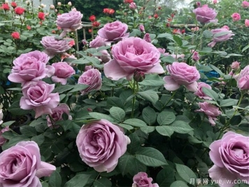 月季出現(xiàn)多芽點的原因？需要抹芽嗎？
