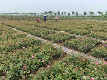 選購盆栽月季花應該在什么時期？