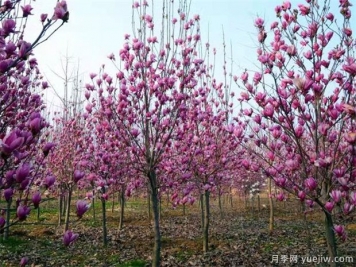 什么是落葉玉蘭？白玉蘭有哪些特征和習(xí)性？