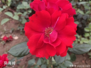 莫海姆月季的種植方法知道嗎？