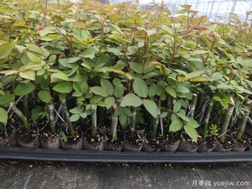 如何挑選優(yōu)質(zhì)月季花苗？這幾種月季苗交給你