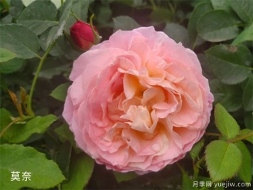 月季花施肥方法，月季養(yǎng)護如何施肥