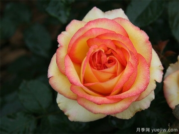 為什么很多人投資農(nóng)業(yè)林業(yè)失敗？需要具備這三種能力