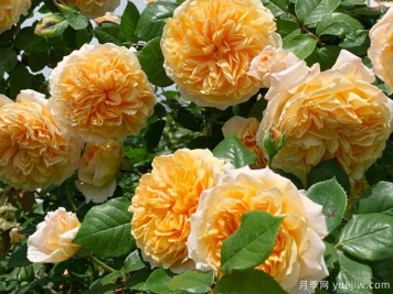 推薦8種藤本月季，抗病性強(qiáng)好養(yǎng)好看愛開花