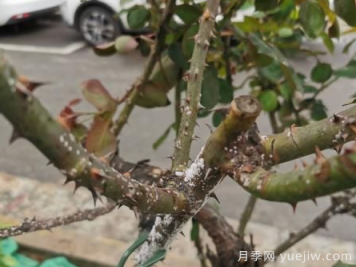月季枝干上有許多小白點，可能是桑盾蚧在危害
